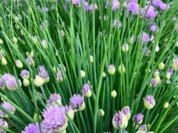 Garden &raquo; Canadian Garden Edibles