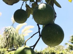 Garden &raquo; PY Edibles